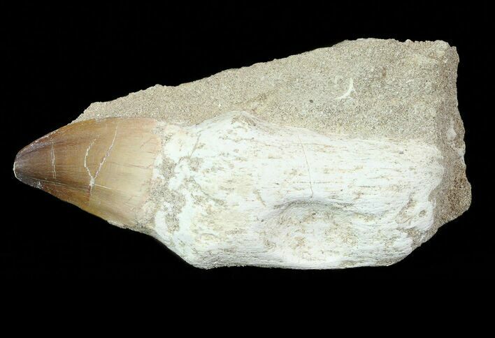 Mosasaur (Prognathodon) Rooted Tooth In Rock - Nice Tooth #66521